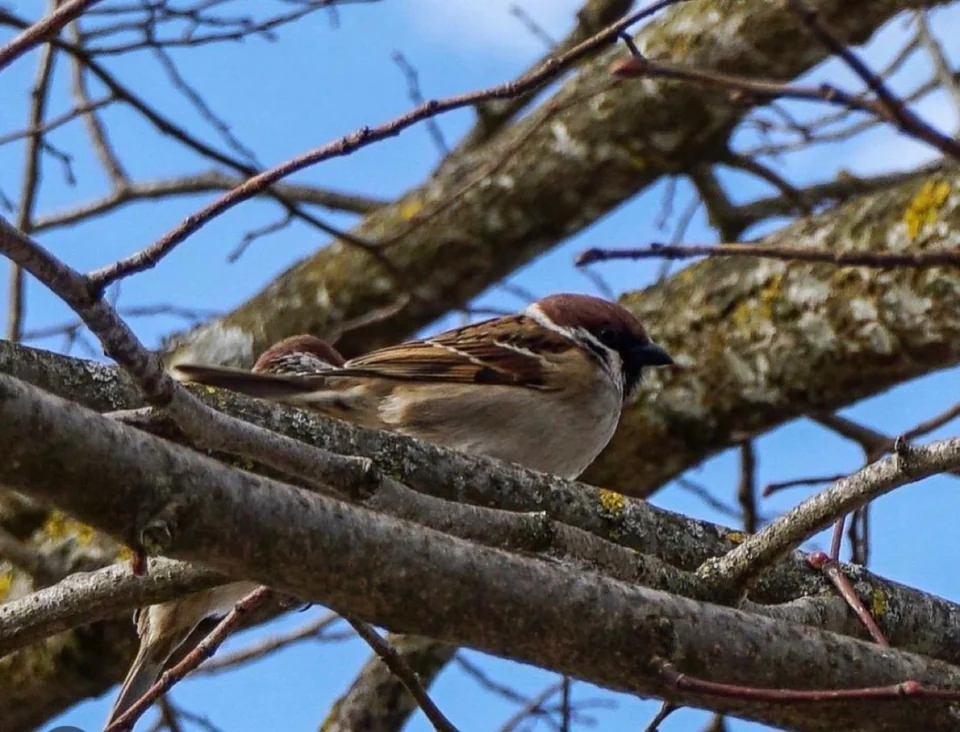 Frühes Foto von zwei Vögeln auf einem Ast aus dem Jahr 2018